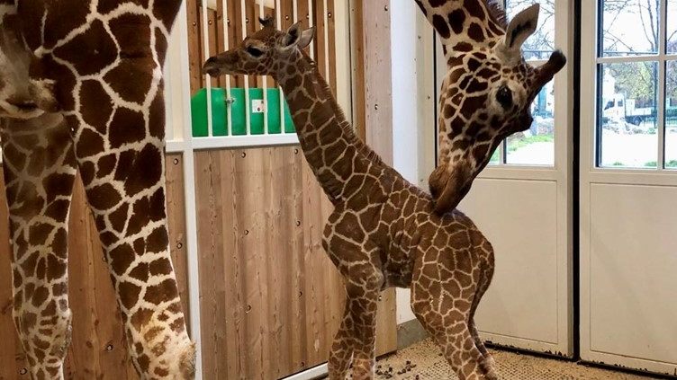 حديقة Schönbrunn في فيينا تكافح لإنقاذ زرافة مهددة بالانقراض بعد ولادتها حديقة Schönbrunn في فيينا تكافح لإنقاذ زرافة مهددة بالانقراض بعد ولادتها