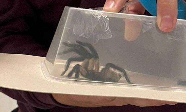 العثور على 34 عنكبوتًا من نوع الطُنبور في شقة أثناء البحث عن مخدرات في النمسا العليا العثور على 34 عنكبوتًا من نوع الطُنبور في شقة أثناء البحث عن مخدرات في النمسا العليا