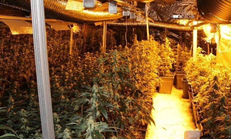 الشرطة تكتشف مزرعة قنب بـ 843 نبتة في فيينا Penzing وتعتقل ثلاثة نمساويين الشرطة تكتشف مزرعة قنب بـ 843 نبتة في فيينا Penzing وتعتقل ثلاثة نمساويين