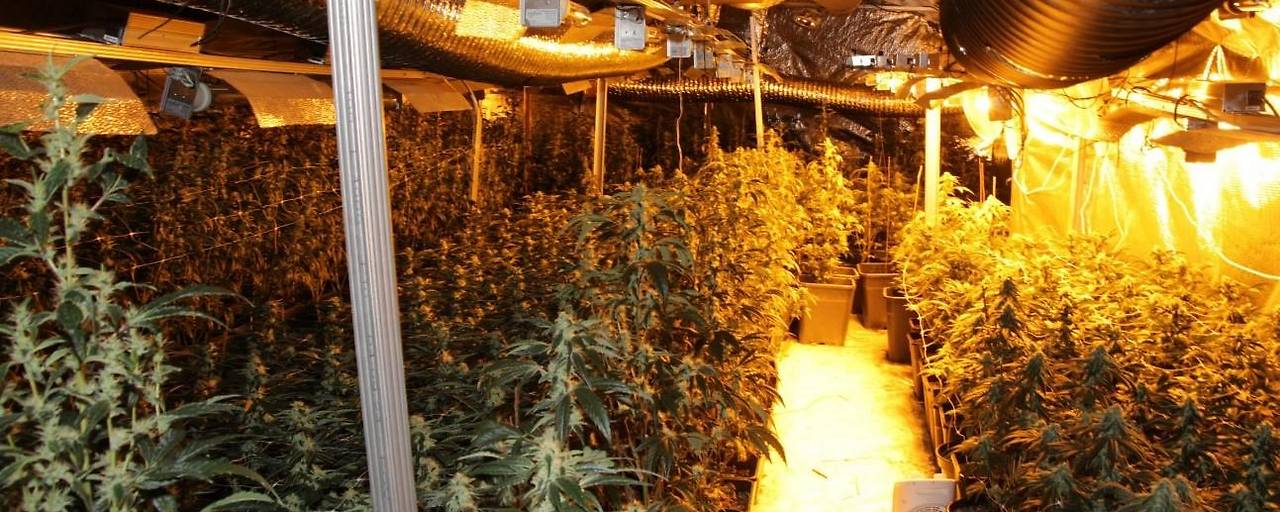 الشرطة تكتشف مزرعة قنب بـ 843 نبتة في فيينا Penzing وتعتقل ثلاثة نمساويين الشرطة تكتشف مزرعة قنب بـ 843 نبتة في فيينا Penzing وتعتقل ثلاثة نمساويين