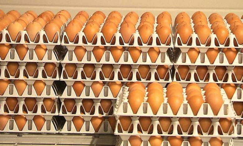 النمسا تشهد ارتفاعًا غير مسبوق في مبيعات البيض رغم نقص العرض في الأسواق النمسا تشهد ارتفاعًا غير مسبوق في مبيعات البيض رغم نقص العرض في الأسواق