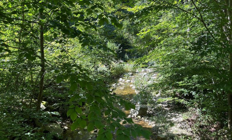 النمسا تخطط لإنشاء منتزه وطني جديد في Kampwald لتعزيز حماية البيئة والسياحة النمسا تخطط لإنشاء منتزه وطني جديد في Kampwald لتعزيز حماية البيئة والسياحة