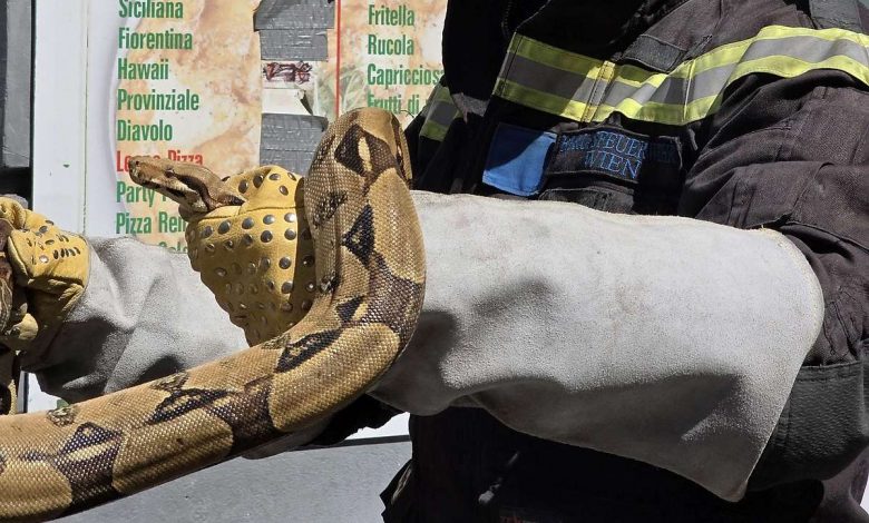 إطفاء فيينا ينتشل ثعبانًا طويلاً من نوع “كوبرا” من محرك سيارة في الحي الثالث مجهول المصدر إطفاء فيينا ينتشل ثعبانًا طويلاً من نوع “كوبرا” من محرك سيارة في الحي الثالث مجهول المصدر