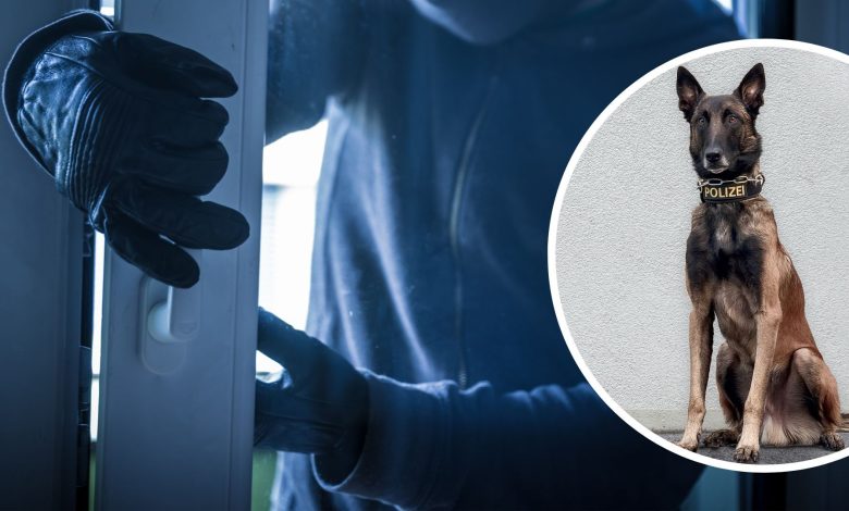 كلب بوليسي يكشف عن مكان اختباء لص سلوفاكي في فيينا بعد أن ضبط متلبساً بالسرقة كلب بوليسي يكشف عن مكان اختباء لص سلوفاكي في فيينا بعد أن ضبط متلبساً بالسرقة