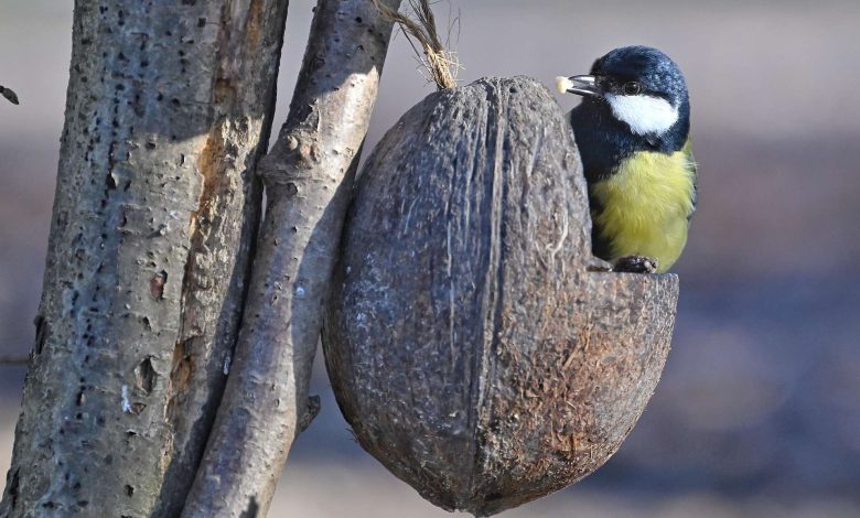 “ساعة طيور الشتاء”: منظمة “BirdLife” تدعو سكان النمسا للمشاركة في إحصاء الطيور “ساعة طيور الشتاء”: منظمة “BirdLife” تدعو سكان النمسا للمشاركة في إحصاء الطيور