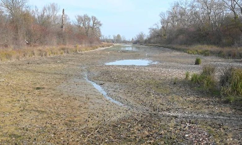نفوق 1000 سمكة في “Untere Lobau” بـ فيينا بعد انخفاض منسوب المياه وغازات العفن