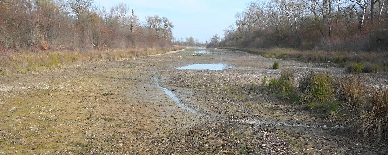 نفوق 1000 سمكة في “Untere Lobau” بـ فيينا بعد انخفاض منسوب المياه وغازات العفن
