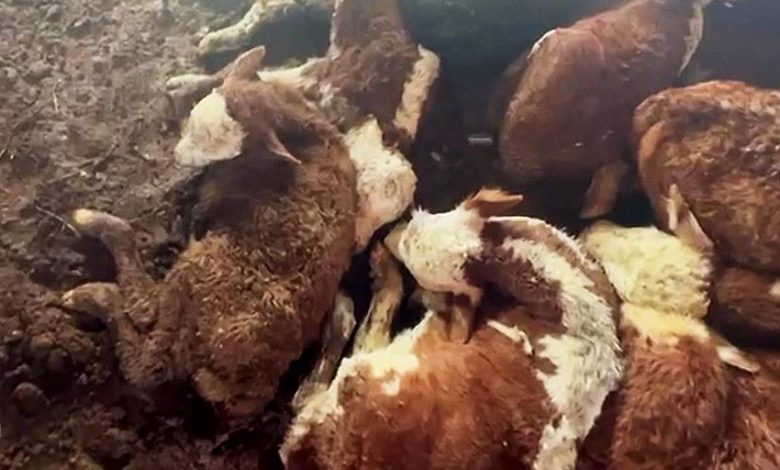 فضيحة “سفينة الموت”.. شركة نمساوية في قفص الاتهام بعد نفوق مئات الأبقار من أوروغواي إلى ليبيا عبر تركيا فضيحة “سفينة الموت”.. شركة نمساوية في قفص الاتهام بعد نفوق مئات الأبقار من أوروغواي إلى ليبيا عبر تركيا