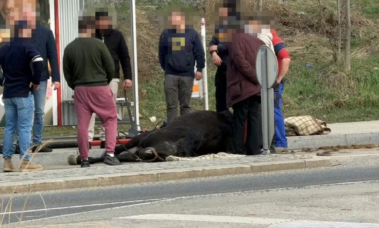 نهاية أليمة لحصان “الفياكر” في فيينا بعد انهياره في منتصف الطريق العام بحي Simmering نهاية أليمة لحصان “الفياكر” في فيينا بعد انهياره في منتصف الطريق العام بحي Simmering