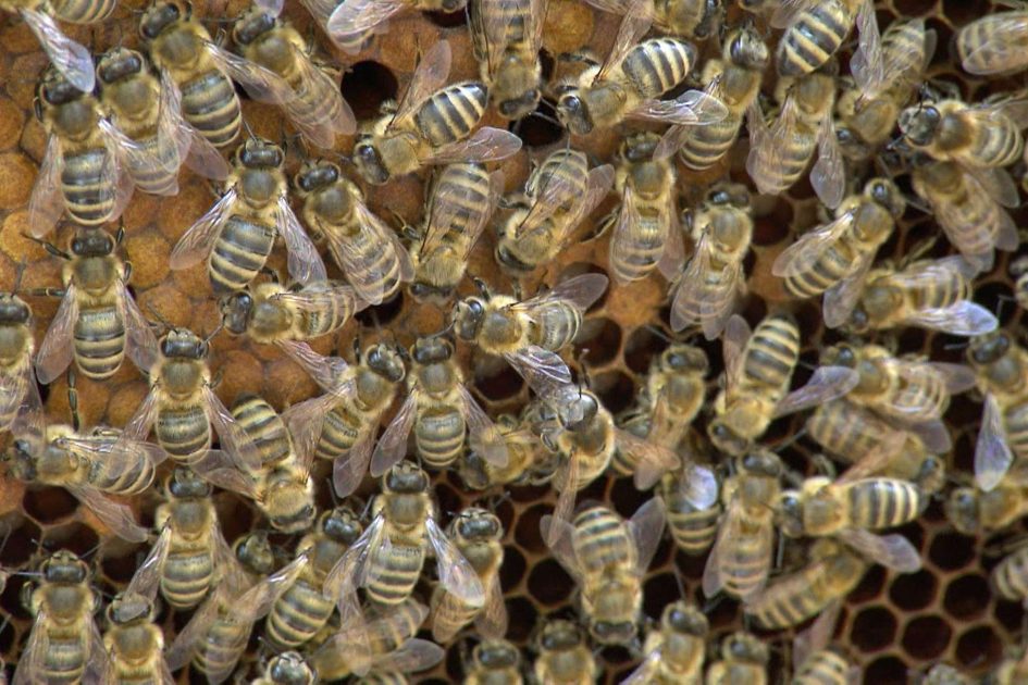 النحالون النمساويون في العاصمة فيينا يتجاوزون موجة الجفاف ويحققون محصولاً وفيراً