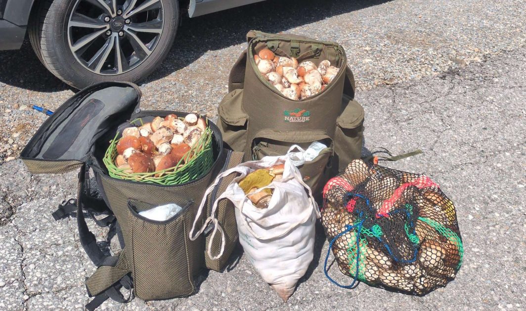 غرامة 600 يورو.. مصادرة 50 كغم فطر من مواطنين إيطاليين في تيرول والتبرع بها لدار مسنين